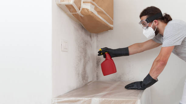 Attic Mold Remediation treatment on roof deck in Elmont